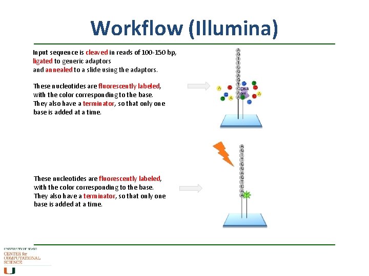 Workflow (Illumina) Input sequence is cleaved in reads of 100 -150 bp, ligated to