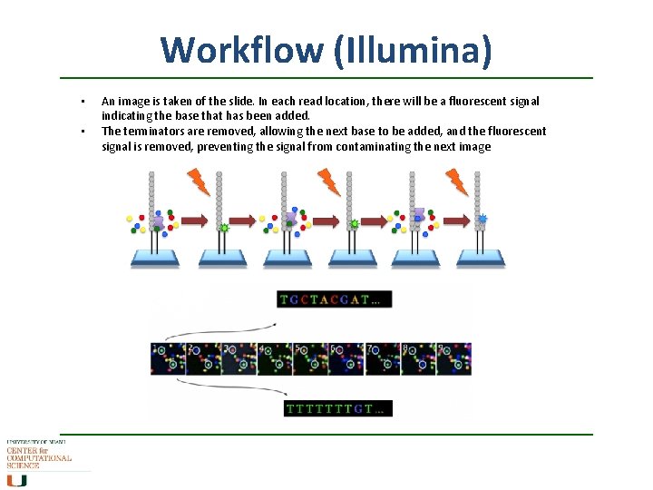 Workflow (Illumina) • • An image is taken of the slide. In each read