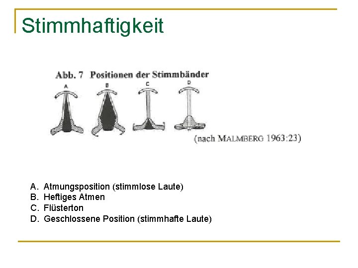 Stimmhaftigkeit A. B. C. D. Atmungsposition (stimmlose Laute) Heftiges Atmen Flüsterton Geschlossene Position (stimmhafte