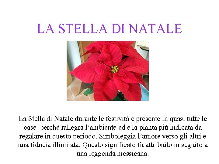 LA STELLA DI NATALE La Stella di Natale durante le festività è presente in LA STELLA DI NATALE La Stella di Natale durante le festività è presente in