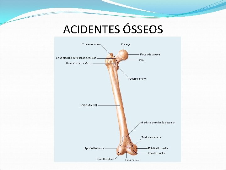 ACIDENTES ÓSSEOS ACIDENTES ÓSSEOS