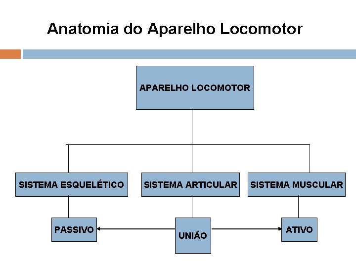 Anatomia do Aparelho Locomotor APARELHO LOCOMOTOR SISTEMA ESQUELÉTICO PASSIVO SISTEMA ARTICULAR UNIÃO SISTEMA MUSCULAR Anatomia do Aparelho Locomotor APARELHO LOCOMOTOR SISTEMA ESQUELÉTICO PASSIVO SISTEMA ARTICULAR UNIÃO SISTEMA MUSCULAR