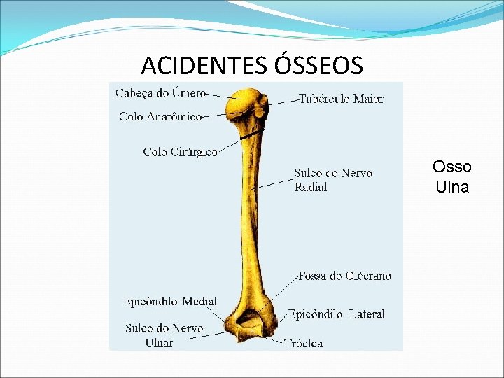 ACIDENTES ÓSSEOS Osso Ulna ACIDENTES ÓSSEOS Osso Ulna