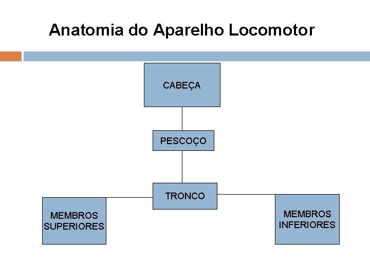 Anatomia do Aparelho Locomotor CABEÇA PESCOÇO TRONCO MEMBROS SUPERIORES MEMBROS INFERIORES Anatomia do Aparelho Locomotor CABEÇA PESCOÇO TRONCO MEMBROS SUPERIORES MEMBROS INFERIORES