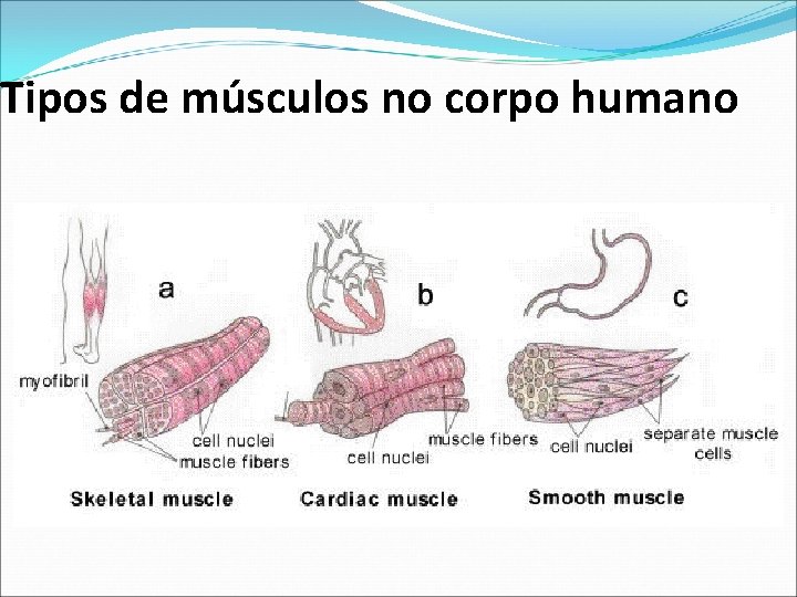 Tipos de músculos no corpo humano Tipos de músculos no corpo humano