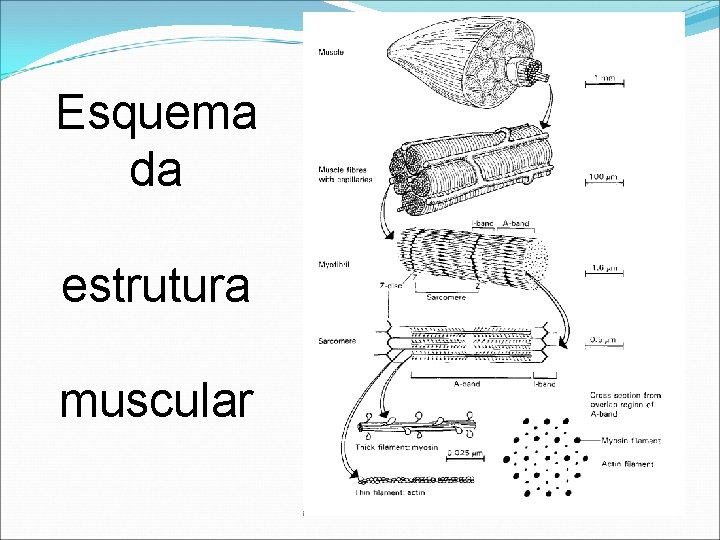 Esquema da estrutura muscular Esquema da estrutura muscular
