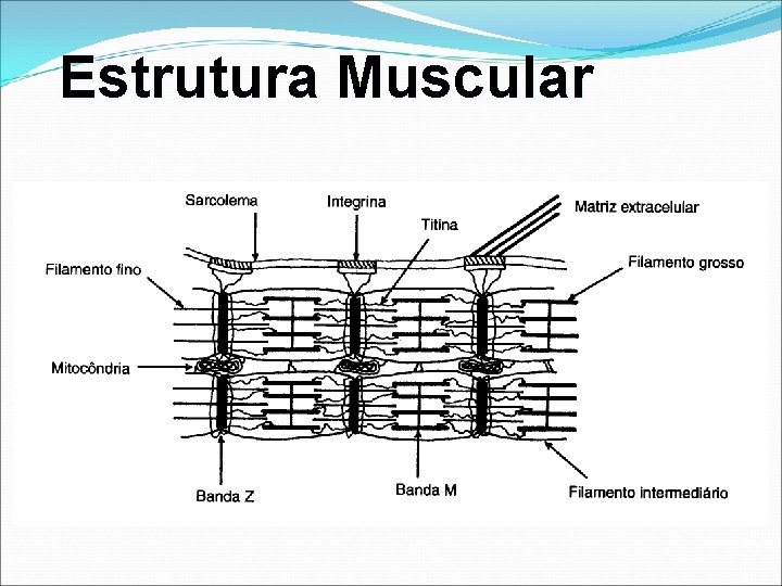 Estrutura Muscular Estrutura Muscular