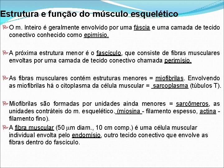 Estrutura e função do músculo esquelético O m. Inteiro é geralmente envolvido por uma Estrutura e função do músculo esquelético O m. Inteiro é geralmente envolvido por uma