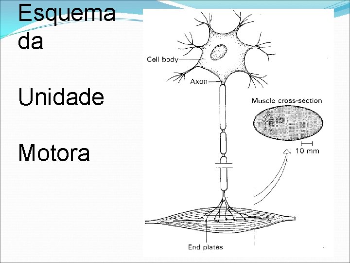 Esquema da Unidade Motora Esquema da Unidade Motora