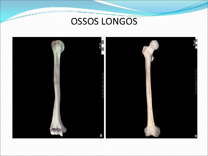 OSSOS LONGOS OSSOS LONGOS