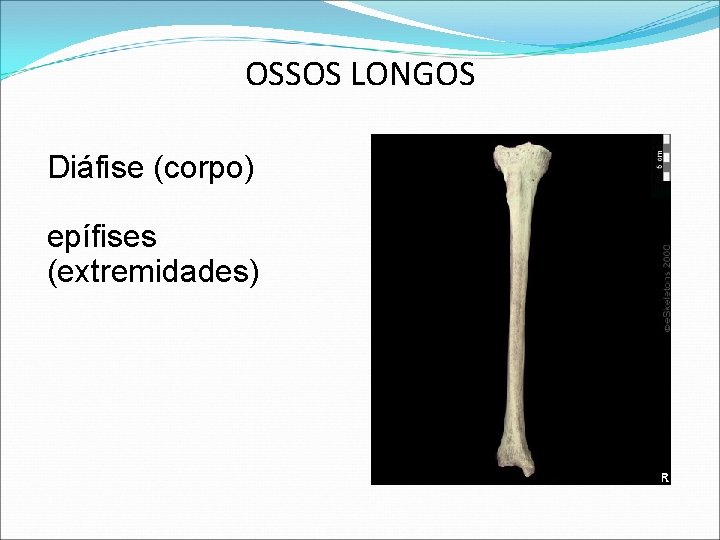 OSSOS LONGOS Diáfise (corpo) epífises (extremidades) OSSOS LONGOS Diáfise (corpo) epífises (extremidades)