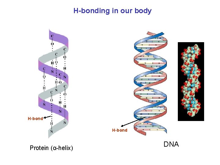 H-bonding in our body H-bond Protein (α-helix) DNA 