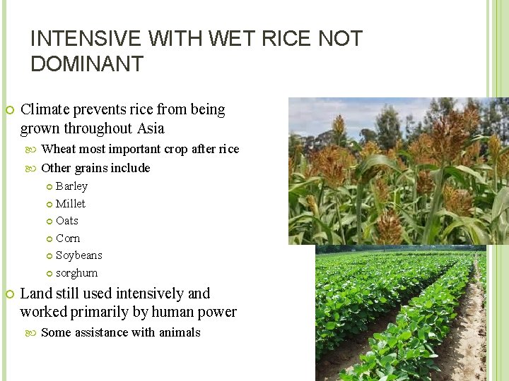 INTENSIVE WITH WET RICE NOT DOMINANT Climate prevents rice from being grown throughout Asia