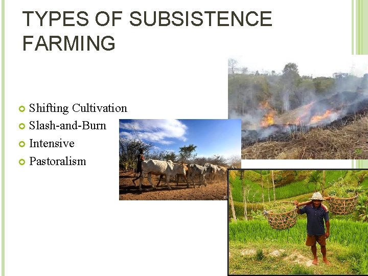 TYPES OF SUBSISTENCE FARMING Shifting Cultivation Slash-and-Burn Intensive Pastoralism 