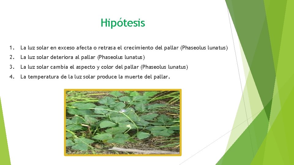 Hipótesis 1. La luz solar en exceso afecta o retrasa el crecimiento del pallar