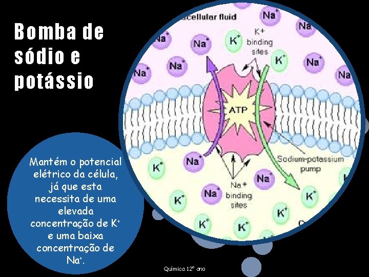 Bomba de sódio e potássio Mantém o potencial elétrico da célula, já que esta