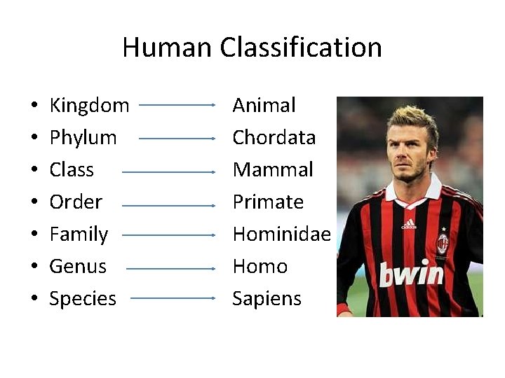 Human Classification • • Kingdom Phylum Class Order Family Genus Species Animal Chordata Mammal