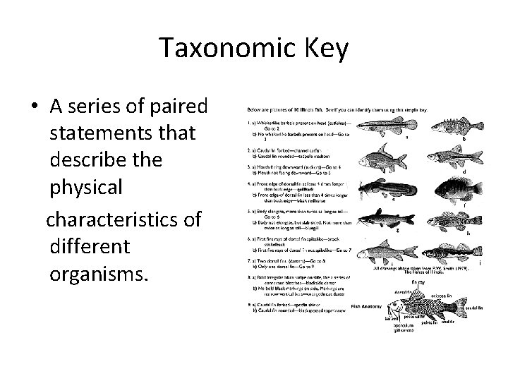 Taxonomic Key • A series of paired statements that describe the physical characteristics of