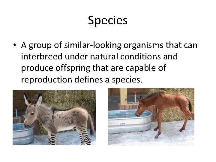 Species • A group of similar-looking organisms that can interbreed under natural conditions and