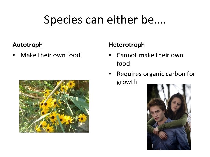 Species can either be…. Autotroph Heterotroph • Make their own food • Cannot make