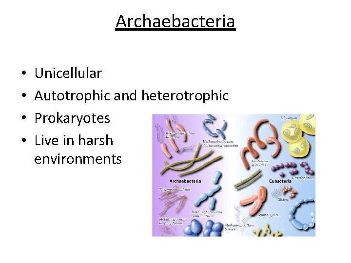 Archaebacteria • • Unicellular Autotrophic and heterotrophic Prokaryotes Live in harsh environments 