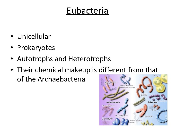 Eubacteria • • Unicellular Prokaryotes Autotrophs and Heterotrophs Their chemical makeup is different from