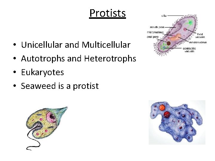 Protists • • Unicellular and Multicellular Autotrophs and Heterotrophs Eukaryotes Seaweed is a protist
