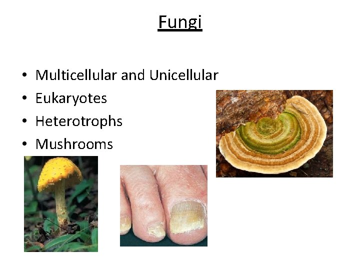 Fungi • • Multicellular and Unicellular Eukaryotes Heterotrophs Mushrooms 