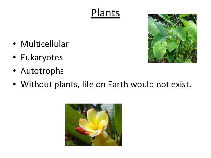 Plants • • Multicellular Eukaryotes Autotrophs Without plants, life on Earth would not exist.