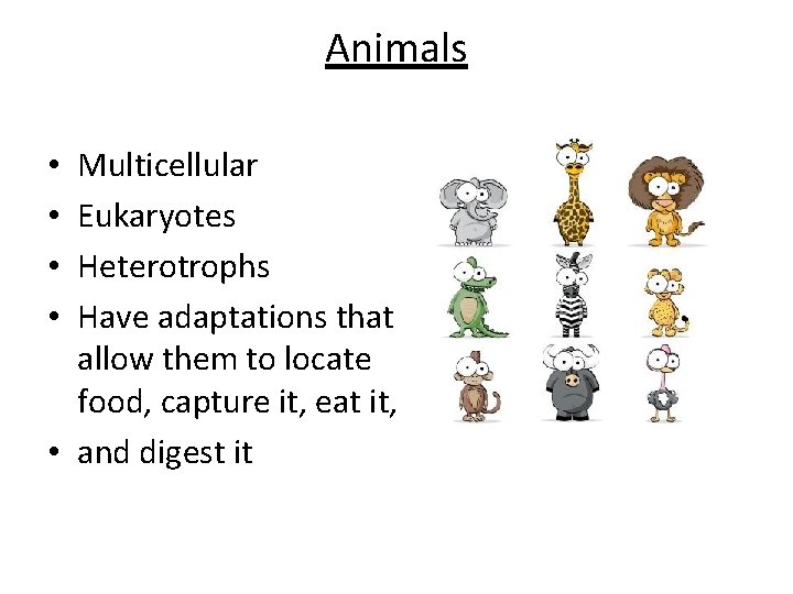 Animals Multicellular Eukaryotes Heterotrophs Have adaptations that allow them to locate food, capture it,