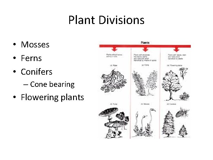 Plant Divisions • Mosses • Ferns • Conifers – Cone bearing • Flowering plants