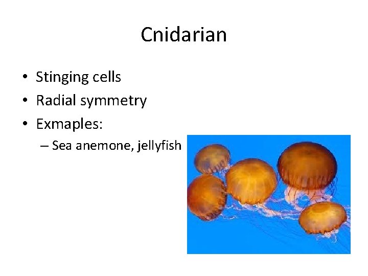 Cnidarian • Stinging cells • Radial symmetry • Exmaples: – Sea anemone, jellyfish 