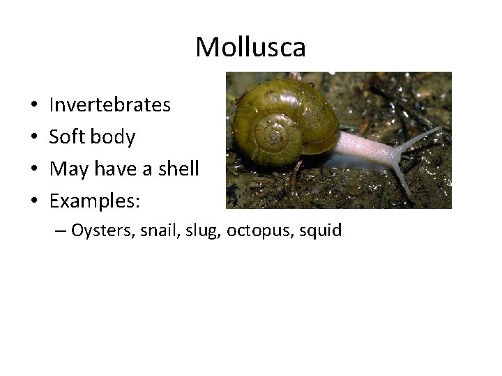 Mollusca • • Invertebrates Soft body May have a shell Examples: – Oysters, snail,