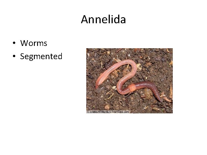 Annelida • Worms • Segmented 