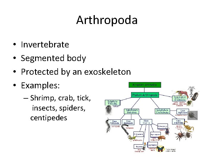 Arthropoda • • Invertebrate Segmented body Protected by an exoskeleton Examples: – Shrimp, crab,