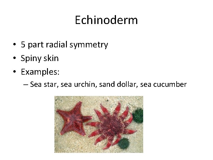 Echinoderm • 5 part radial symmetry • Spiny skin • Examples: – Sea star,