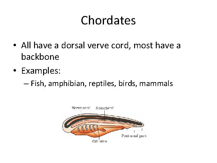 Chordates • All have a dorsal verve cord, most have a backbone • Examples:
