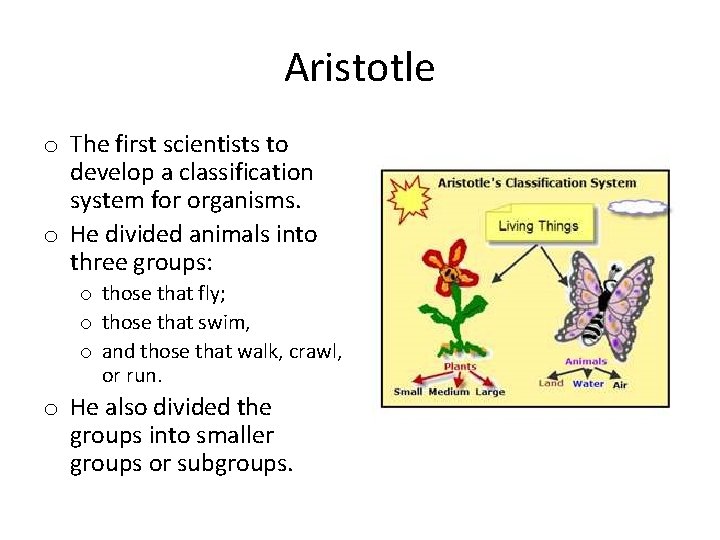 Aristotle o The first scientists to develop a classification system for organisms. o He