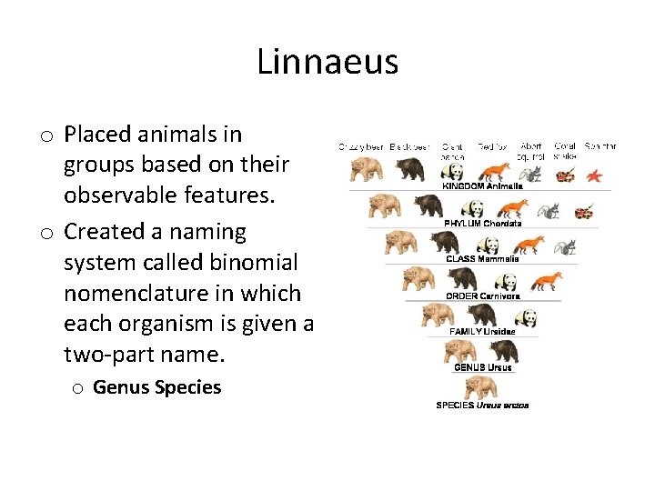 Linnaeus o Placed animals in groups based on their observable features. o Created a