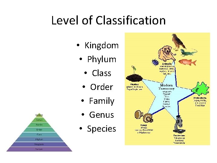 Level of Classification • Kingdom • Phylum • Class • Order • Family •