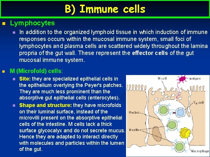 B) Immune cells n Lymphocytes n n In addition to the organized lymphoid tissue