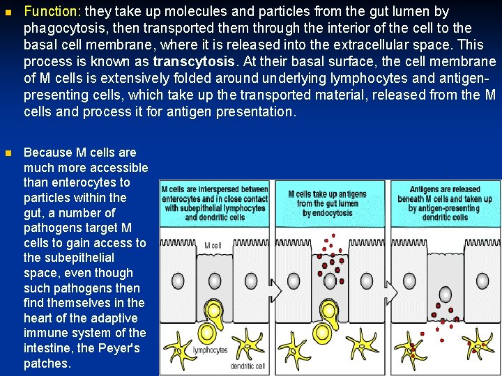 n Function: they take up molecules and particles from the gut lumen by phagocytosis,