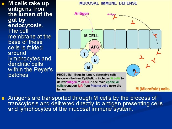 n M cells take up antigens from the lumen of the gut by endocytosis.
