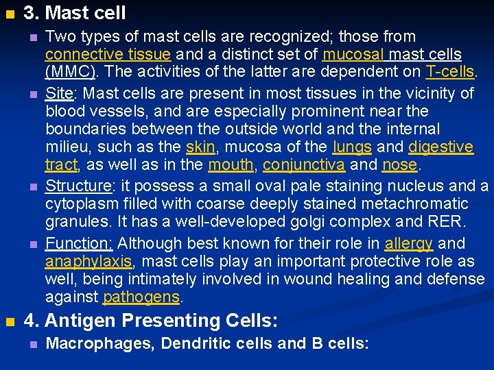 n 3. Mast cell n n n Two types of mast cells are recognized;