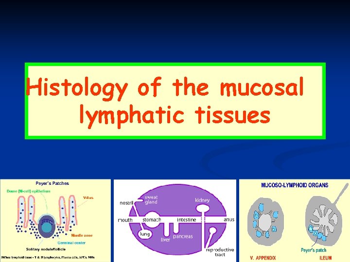 Histology of the mucosal lymphatic tissues 