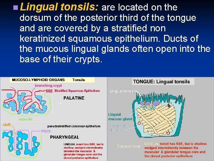 n Lingual tonsils: are located on the dorsum of the posterior third of the