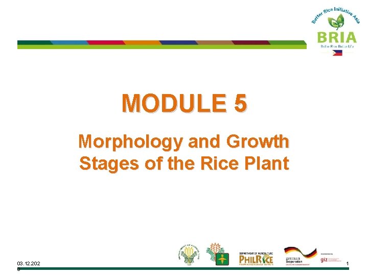 MODULE 5 Morphology and Growth Stages of the Rice Plant 03. 12. 202 0