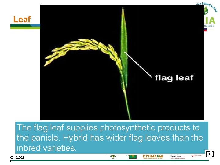 Leaf The flag leaf supplies photosynthetic products to the panicle. Hybrid has wider flag