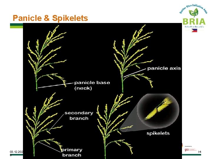 Panicle & Spikelets 03. 12. 202 0 14 