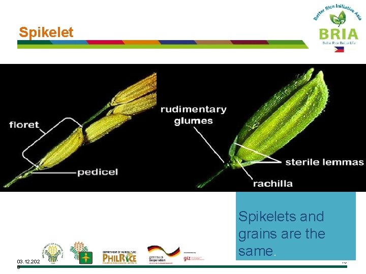 Spikelets and grains are the same. 03. 12. 202 0 15 